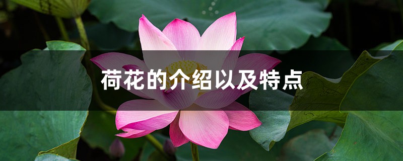 荷花的介绍以及特点