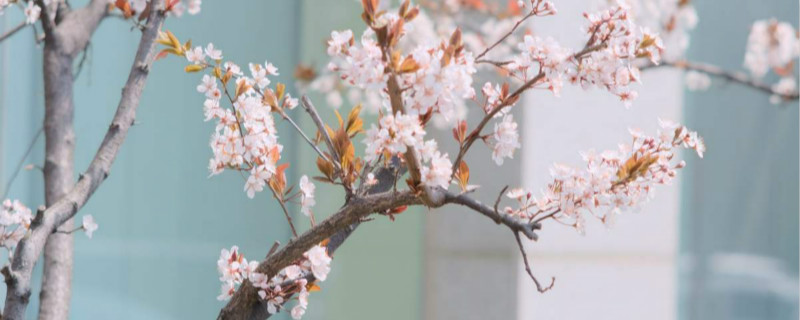 紫叶李怎么种植，什么时候种植