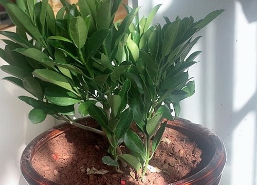 非洲茉莉(21)