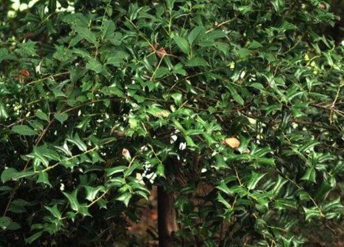 鸟不宿树1