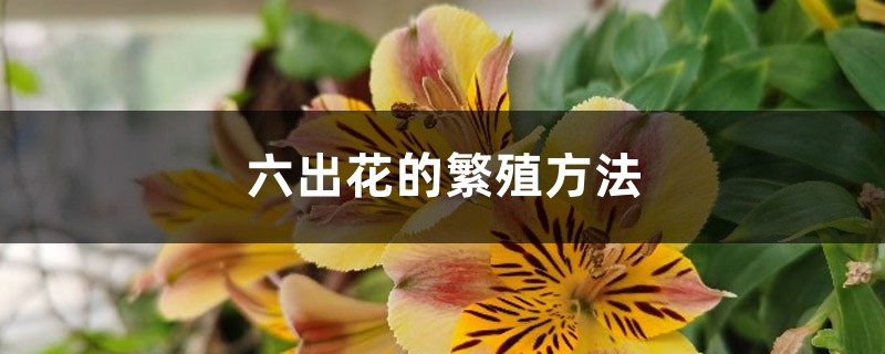 六出花的繁殖方法