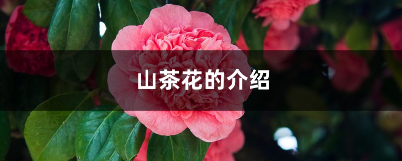 山茶花的介绍