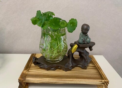 铜钱草1(3)