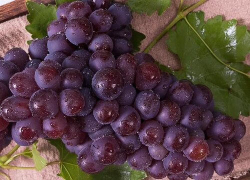 巨峰葡萄1