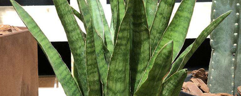 虎尾兰种植方法和注意事项