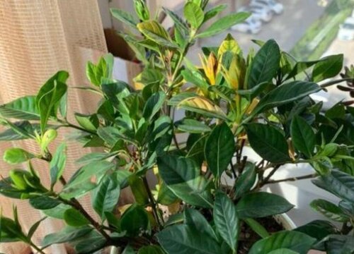 栀子花叶子烂了1