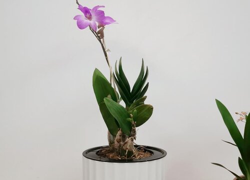 石斛兰4