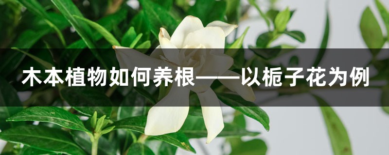 木本植物如何养根——以栀子花为例