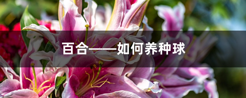 百合——如何养种球