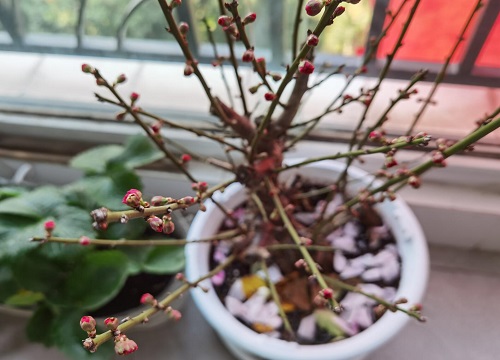 梅花2(6)