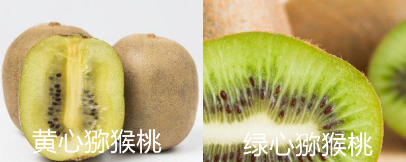 黄心猕猴桃和绿心猕猴桃的区别，怎么栽种