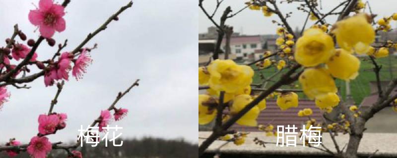 梅花和腊梅的区别，分别怎么养护