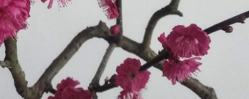 骨里红梅花怎么剪枝，什么时候修剪
