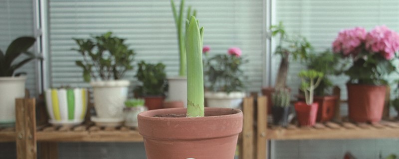 风信子开花后怎样处理，开花后怎么养