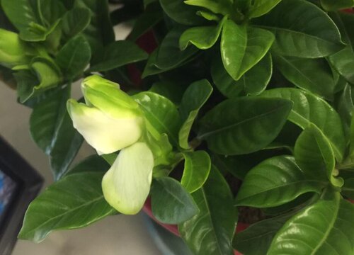 栀子花3(9)