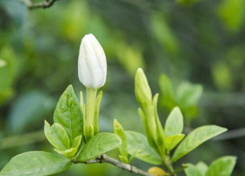 栀子花花苞1