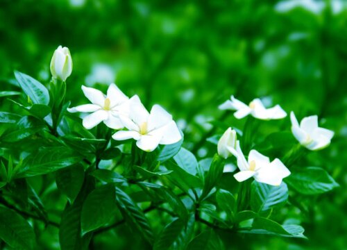 栀子花3(11)