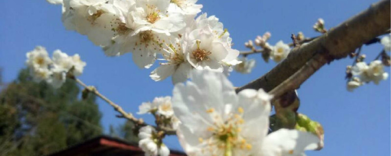 樱桃花的寓意和象征
