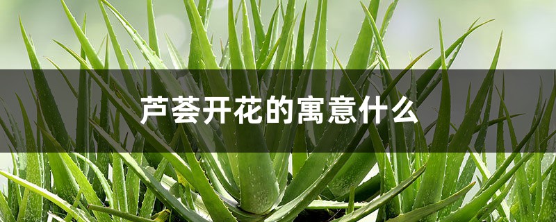 芦荟开花的寓意什么