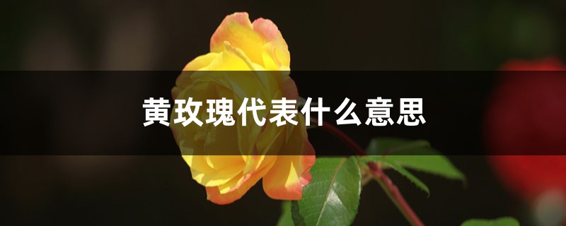 黄玫瑰代表什么意思