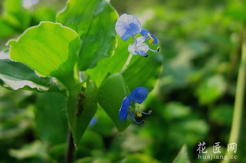 饭包草养殖方法