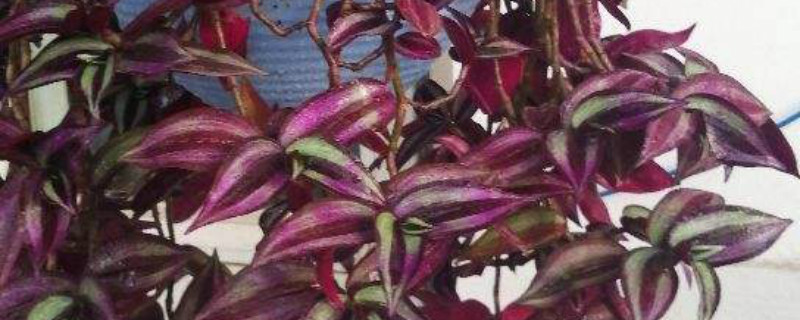 吊竹梅怎样养才会开花，什么时候开花