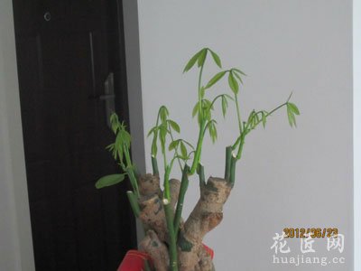 发财树的修剪方法(图)