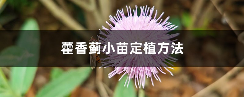 藿香蓟小苗定植方法