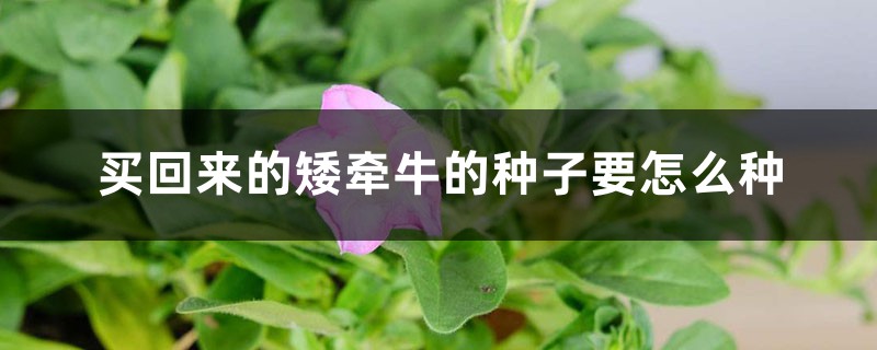 买回来的矮牵牛的种子要怎么种
