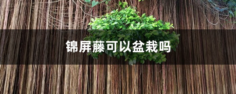 锦屏藤可以盆栽吗