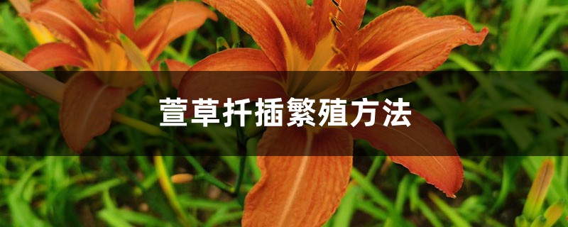 萱草扦插繁殖方法