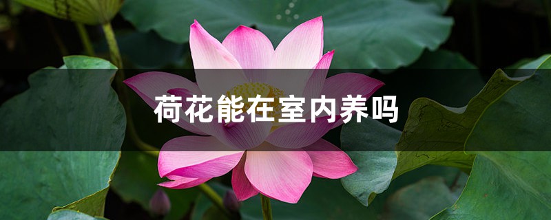 荷花能在室内养吗