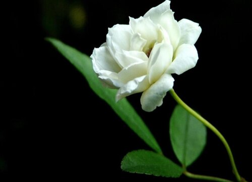 白蔷薇花2