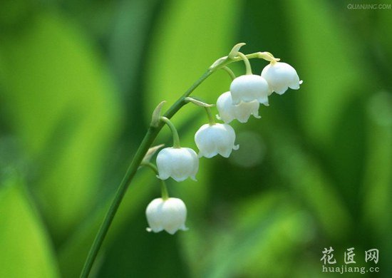 铃兰的养殖方法和栽培技术