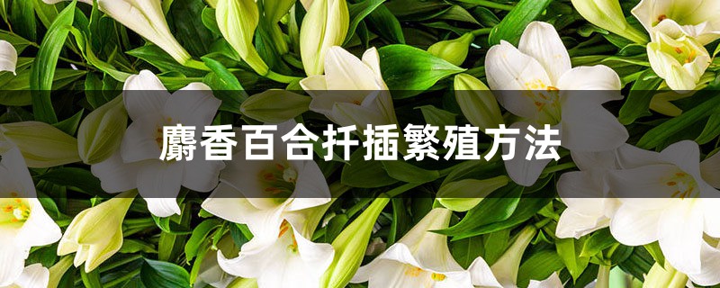 麝香百合扦插繁殖方法