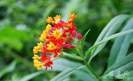 马利筋的养护要点