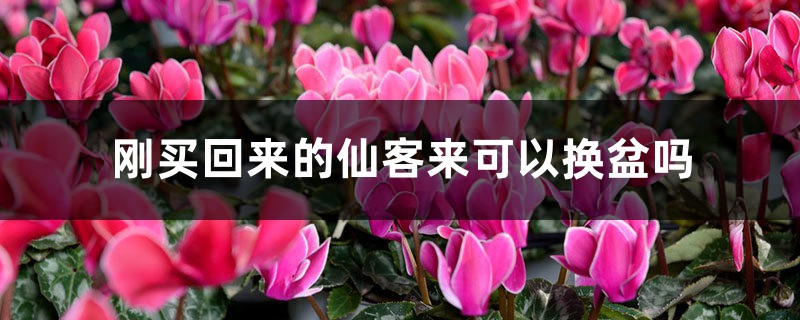 刚买回来的仙客来可以换盆吗