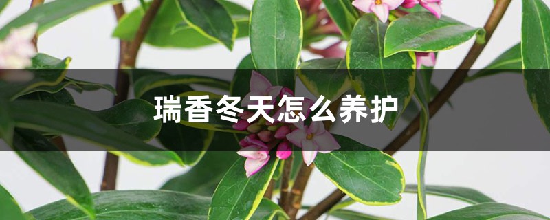 瑞香冬天怎么养护