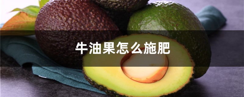 牛油果怎么施肥