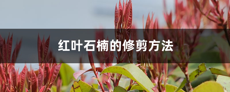 红叶石楠的修剪方法