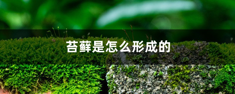 苔藓是怎么形成的，怎么让花盆里长苔藓