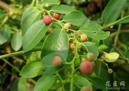通城虎图片