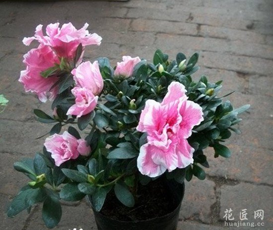 比利时杜鹃怎么养？