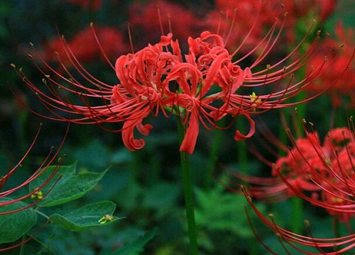 彼岸花1