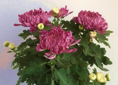 菊花4(2)