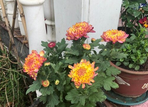 菊花2