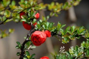 海棠花的养殖方法