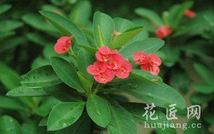海棠花的养殖方法和注意事项