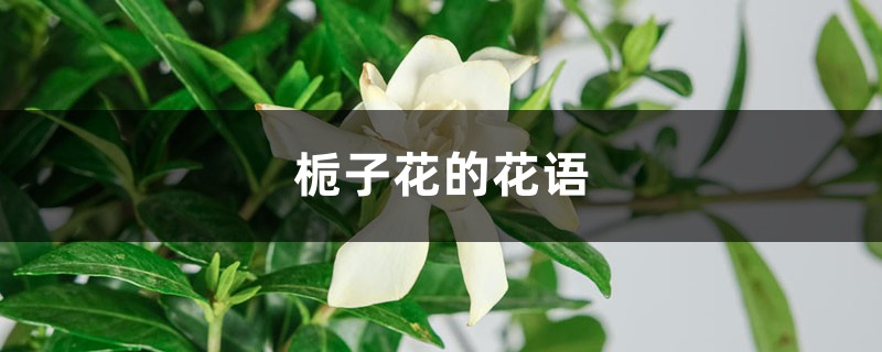 栀子花的花语