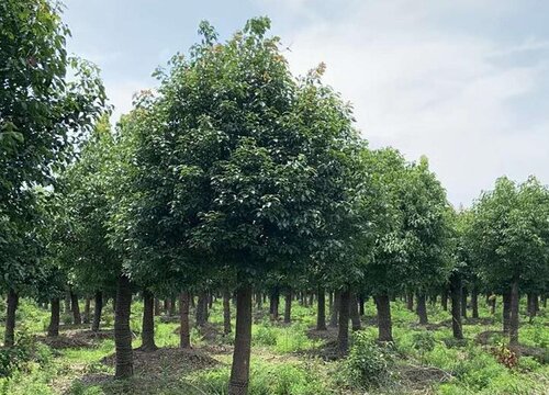 香樟树1